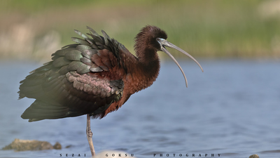 Çeltikçi (Plegadis falcinellus) - İzmir / Çeşme kuş fotoğrafı