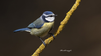 Mavi Baştankara - Cyanistes caeruleus kuş fotoğrafı