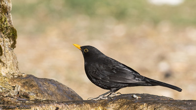 Karatavuk