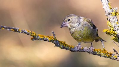 Florya - Chloris chloris kuş fotoğrafı