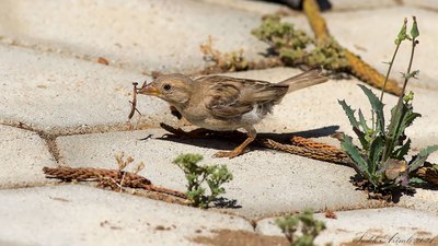 Serçe - Passer domesticus kuş fotoğrafı