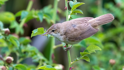 Saz Kamışçını
