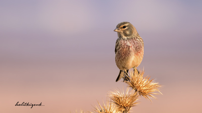 Ketenkuşu - Linaria cannabina kuş fotoğrafı