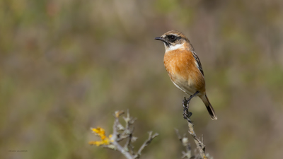 Taşkuşu - Saxicola rubicola kuş fotoğrafı