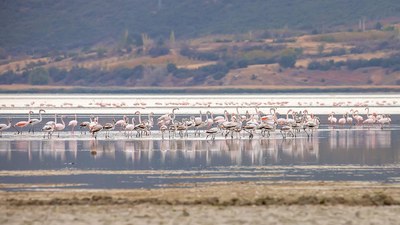Flamingo