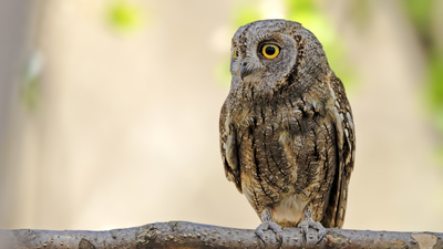 İshakkuşu - Otus scops kuş fotoğrafı