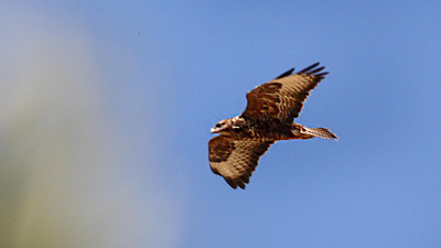 Şahin - Buteo buteo kuş fotoğrafı