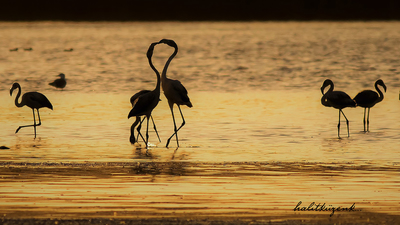 Flamingo