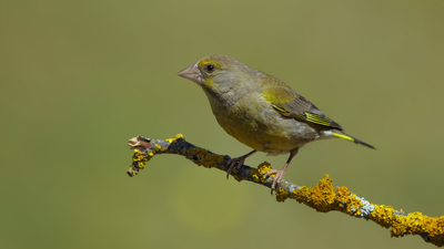 Florya (Chloris chloris) - Bilecik / Bozüyük kuş fotoğrafı