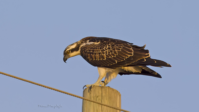 Balık Kartalı (Pandion haliaetus) - Mersin / Silifke kuş fotoğrafı