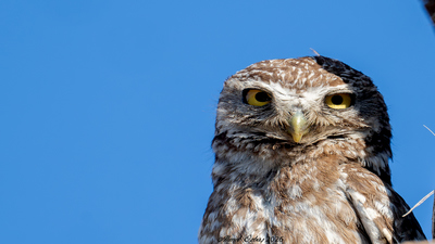 Kukumav - Athene noctua kuş fotoğrafı