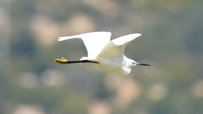 Küçük Ak Balıkçıl