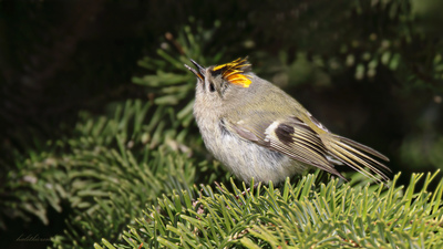 Çalıkuşu - Regulus regulus kuş fotoğrafı