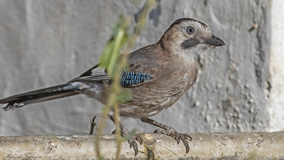 Alakarga (Garrulus glandarius) - Burdur / Merkez kuş fotoğrafı