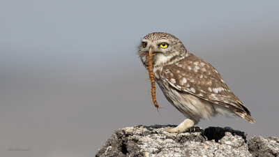 Kukumav - Athene noctua kuş fotoğrafı
