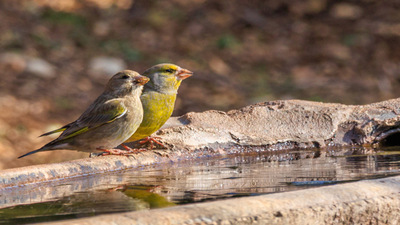 Florya - Chloris chloris kuş fotoğrafı