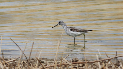 Yeşilbacak