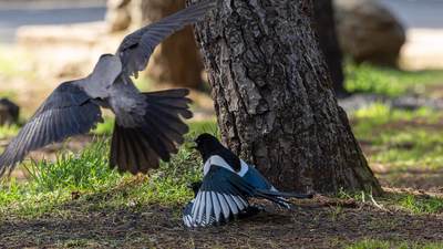 Saksağan - Pica pica kuş fotoğrafı
