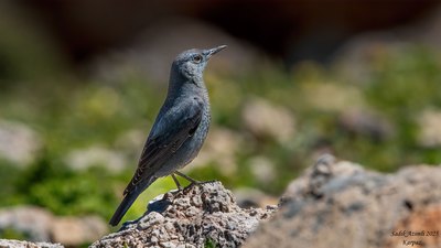 Gökardıç - Monticola solitarius kuş fotoğrafı