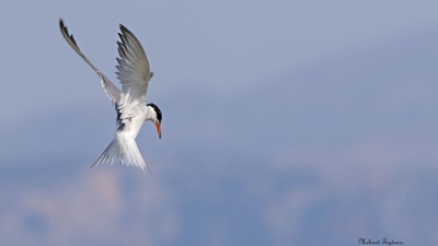 Sumru - Sterna hirundo kuş fotoğrafı