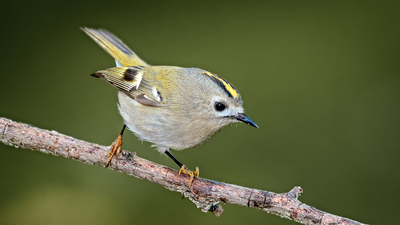 Çalıkuşu - Regulus regulus kuş fotoğrafı