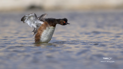 Karaboyunlu Batağan - Podiceps nigricollis kuş fotoğrafı
