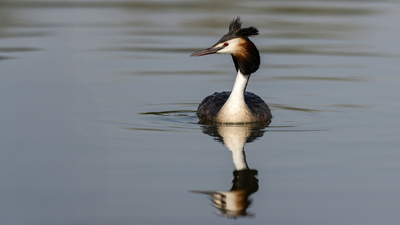Bahri - Podiceps cristatus kuş fotoğrafı