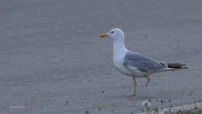 Gümüş Martı - Larus michahellis kuş fotoğrafı
