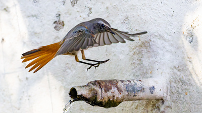 Kızılkuyruk (Phoenicurus phoenicurus) - Kırklareli / Merkez kuş fotoğrafı