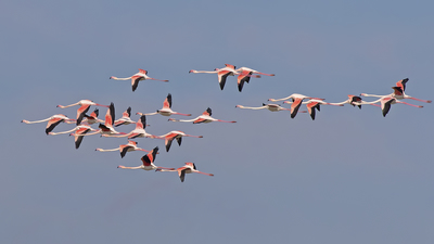 Flamingo