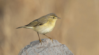 Söğütbülbülü (Phylloscopus trochilus) - Ankara / Çamlıdere kuş fotoğrafı