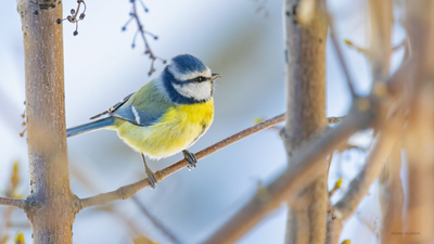 Mavi Baştankara - Cyanistes caeruleus kuş fotoğrafı