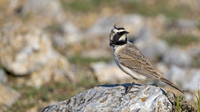 Kulaklı Toygar - Eremophila alpestris kuş fotoğrafı