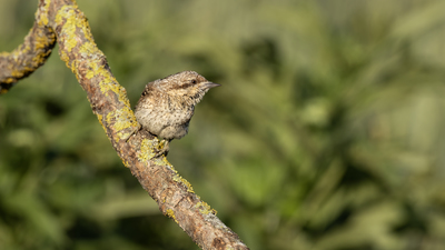 Boyunçeviren - Jynx torquilla kuş fotoğrafı