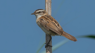 Bıyıklı Kamışçın (Acrocephalus melanopogon) - Adana / Karataş kuş fotoğrafı