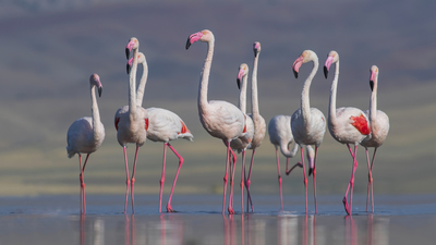 Flamingo