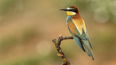 Arıkuşu (Merops apiaster) - İstanbul / Beykoz kuş fotoğrafı