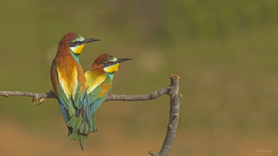 Arıkuşu - Merops apiaster kuş fotoğrafı