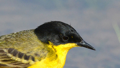 Sarı Kuyruksallayan - Motacilla flava kuş fotoğrafı
