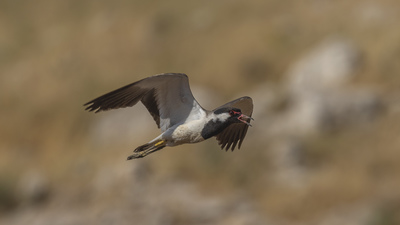 Büyük kızkuşu (Vanellus indicus) - Şanlıurfa / Eyyübiye kuş fotoğrafı