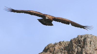 Kaya Kartalı