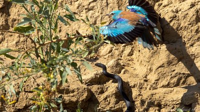 Gökkuzgun - Coracias garrulus kuş fotoğrafı