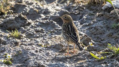 Kızılgerdanlı İncirkuşu - Anthus cervinus kuş fotoğrafı
