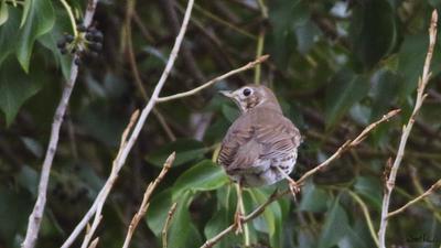Öter Ardıç (Turdus philomelos) - Kastamonu / Abana kuş fotoğrafı