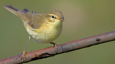 Söğütbülbülü - Phylloscopus trochilus kuş fotoğrafı