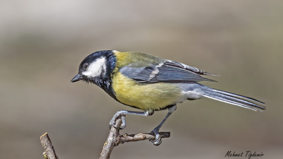 Büyük Baştankara - Parus major kuş fotoğrafı