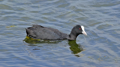 Sakarmeke - Fulica atra kuş fotoğrafı