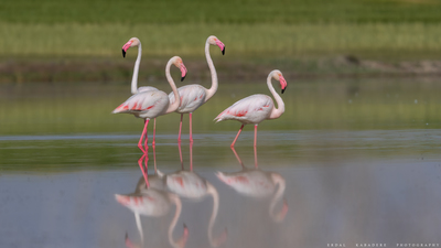 Flamingo - Phoenicopterus roseus kuş fotoğrafı