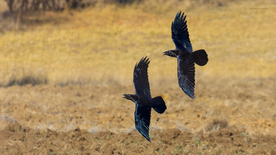 Kuzgun - Corvus corax kuş fotoğrafı
