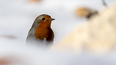Kızılgerdan
